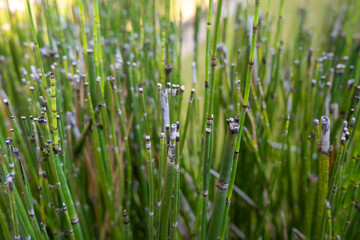Equisetum debile (horsetail): cylindrical, hollow, and stem. Branches are long and slender. nodes...