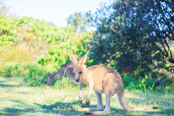 野生のワラビー・カンガルー