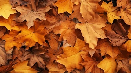 Papier Peint photo Orange 秋の背景、紅葉したカエデの葉のテクスチャー