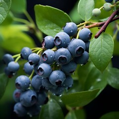 black currant berries