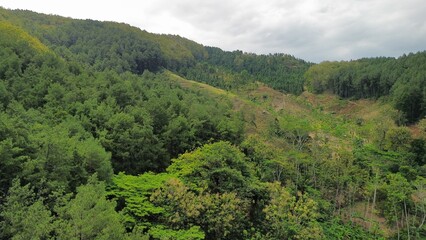 Fototapeta na wymiar Aerial drone view of trees in forest mountains