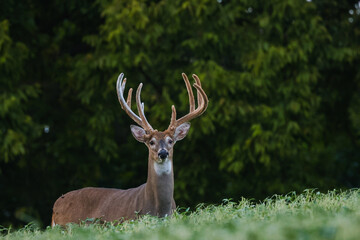 Large Whitetail Buck in a Soybean Field