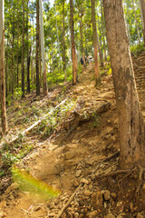 The Road to Ella Rock through the beautiful forest in Sri Lanka