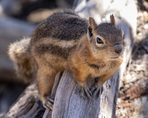 Naklejka na ściany i meble Chipmunk in Bryce Canyon National Park