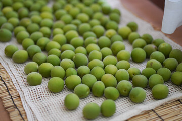 室内で青梅を干す様子