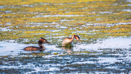 Two waterfowl birds Great Crested Grebes swim in the lake
