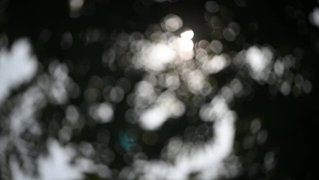 Background bokeh of tropical tree leaves swaying in the breeze with patterns forming from their shape and the way sunlight and shadow is falling on the leaves.
