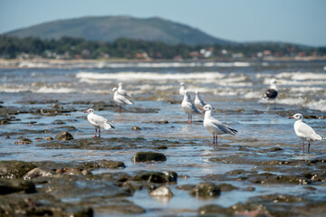 Seagulls and other seabirds looking for food and nesting among the stones of a beach in Maldonado,...