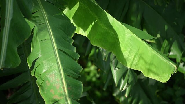 Background of tropical banana tree leaves swaying in the breeze with patterns forming from their shape and the way sunlight and shadow is falling on the banana leaves.
