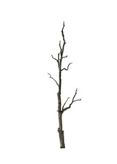 dead tree on isolated