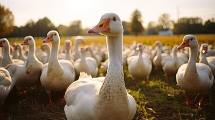 Obraz premium Portrait goose in the farm with light exposureAI Generative