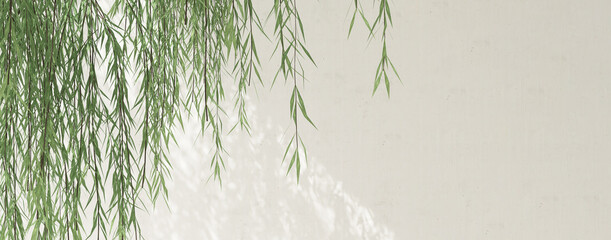 Modern, minimal blank white concrete wall with green willow tree in sunlight, leaf foliage shadow for luxury organic fashion, beauty, cosmetic, skincare, body care, fashion product background 3D