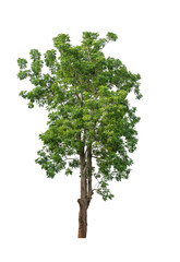Fototapeta premium green tree isolated on white.