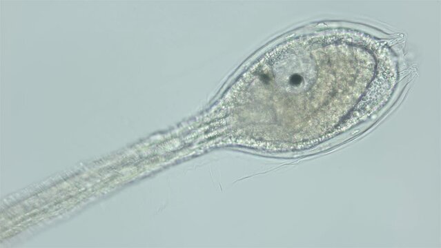 Larva of sea squirts Halocynthia pyriformis under microscope, class Ascidiacea. Larva is similar to a tadpole and has a notochord, Chordata. White sea