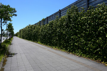 歩道と壁面緑化