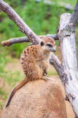 Meerkat, Suricata suricatta, on hind legs. Portrait of meerkat standing on hind legs with alert expression. Portrait of a funny meerkat sitting on its hind legs.