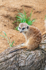 Fototapeta premium Meerkat, Suricata suricatta, on hind legs. Portrait of meerkat standing on hind legs with alert expression. Portrait of a funny meerkat sitting on its hind legs.