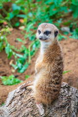 Fototapeta premium Meerkat, Suricata suricatta, on hind legs. Portrait of meerkat standing on hind legs with alert expression. Portrait of a funny meerkat sitting on its hind legs.