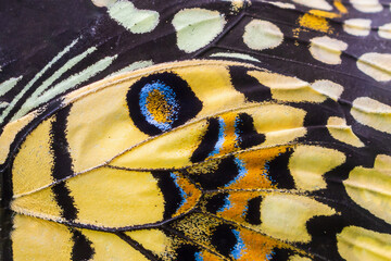 Close up colorful texture of butterfly wing surface pattern background - Powered by Adobe