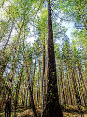 slender pines in spring in the morning forest