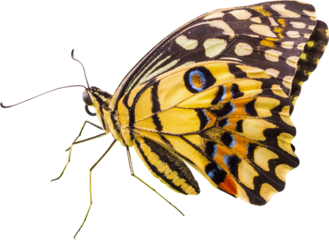 Yellow butterfly isolated on white background