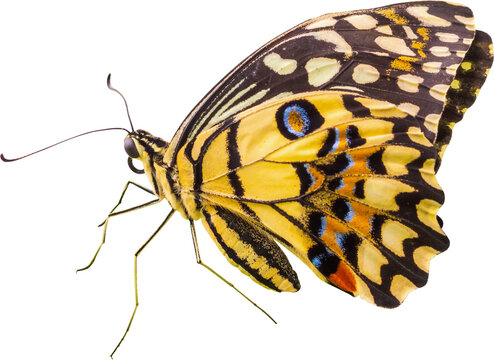 Yellow butterfly isolated on white background