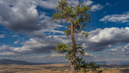 Obraz premium Madagascar landscape. Rural houses are visible in the vast expanses. Mountains in the distance. A tall picturesque coniferous tree against a background of blue sky and clouds.