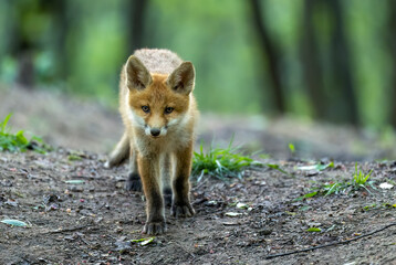 Cute young red fox in the forest ( Vulpes vulpes )