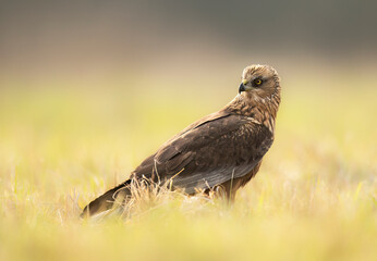 Western Marsh harrier ( Circus aeruginosus )  - male
