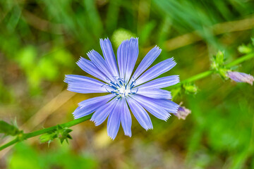 Beauty wild growing flower chicory ordinary on background meadow