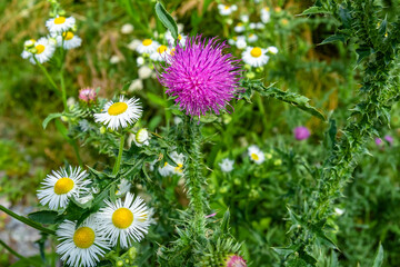 Beautiful growing flower root burdock thistle on background meadow