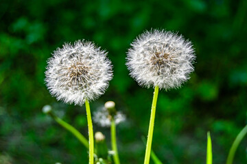 Beautiful wild growing flower seed dandelion on background meadow