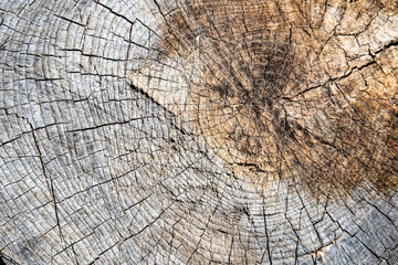 Beautiful wooden fracture old oak, natural texture close up