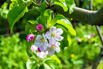 Photography on theme beautiful fruit branch apple tree with natural leaves under clean sky