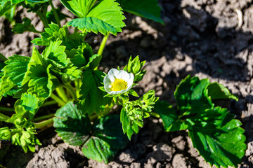Photography on theme beautiful berry branch strawberry bush with natural leaves