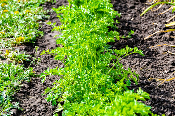 Photography on theme beautiful dill vegetable plant with napiform skin