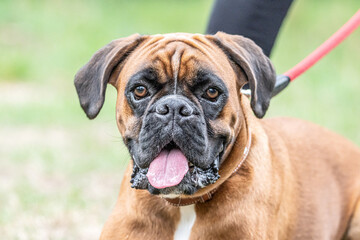 Beautiful German Boxer Dog sitting in front of green gras in a park looking cute