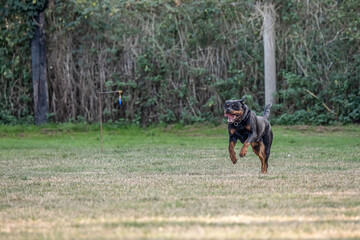 young black rottweiler dog training for protection sport and police