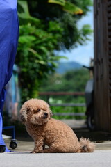 a brown puddle furry little dog sitting in the park 
