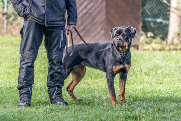 young black rottweiler dog training for protection sport and police - 640506593