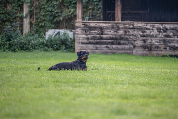 young black rottweiler dog training for protection sport and police