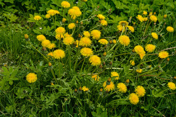 Dandelions (Taraxacum officinale) blooming.