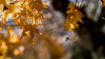 Selective focus of yellow maple leaves in the park. Maple leaves, Japanese maple.