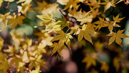 Selective focus of yellow maple leaves, Mellow Yellow. Maple leaves, Japanese maple.