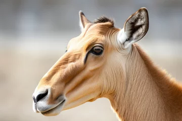 Fotobehang Saiga antelope close up © Veniamin Kraskov
