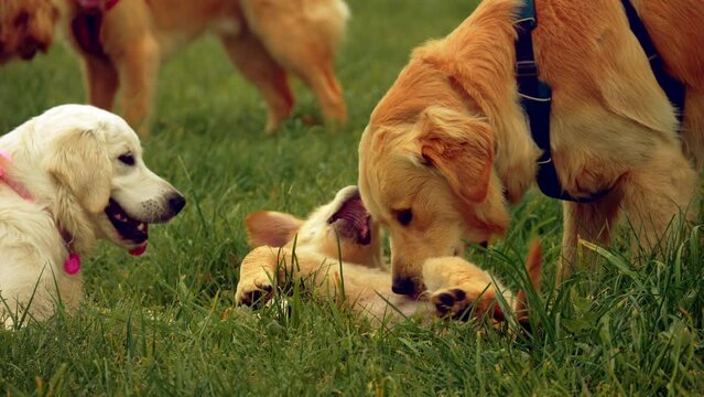 Adult Dogs Play With Golden Retriever Puppy On Grass, SLOW MOTION