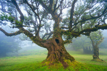 Fanal forest , old mystical tree in Madeira island, Unesco