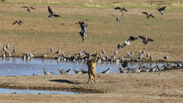 Black-backed jackals (Canis mesomelas) hunting Cape turtle doves, Kalahari desert, South Africa