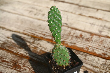 kaktus Opuncja polyacantha v hystricina Heligrand © Perovskia