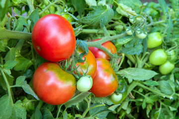 Organic tomatoes ripen in the garden. Natural red tomatoes on the bush. Cultivation of natural vegetables.